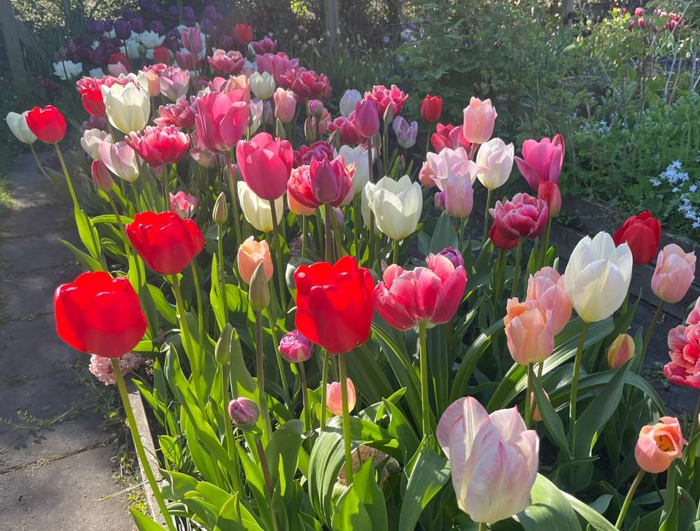 Eksklusivblanding 'Svaneke Delight'